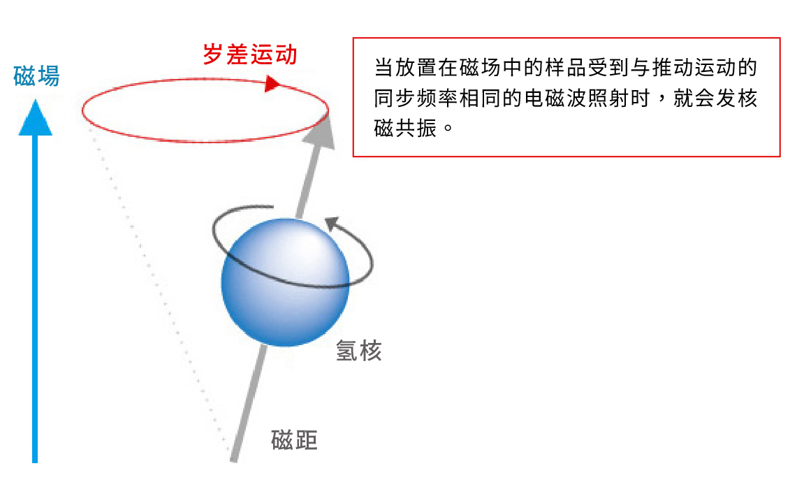 核自旋