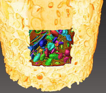 碳酸盐中的分段气孔 碳酸盐中的分段气孔