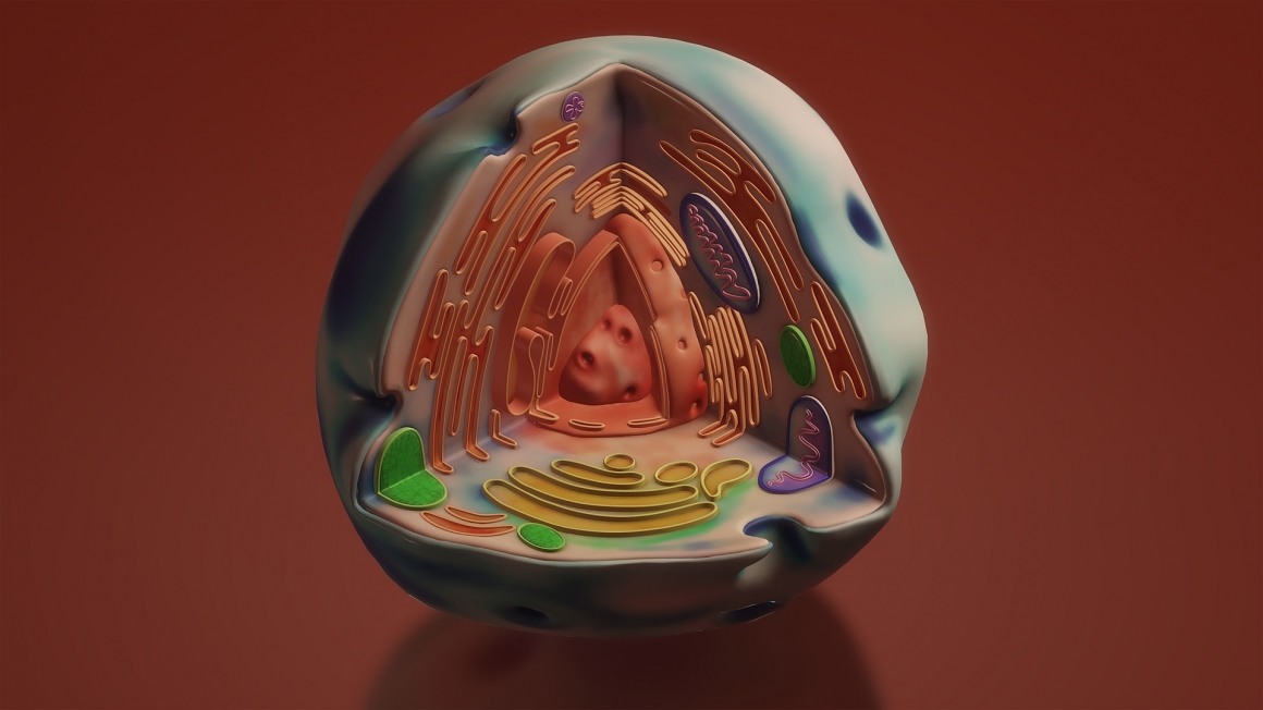 Cell Culture Cell Culture