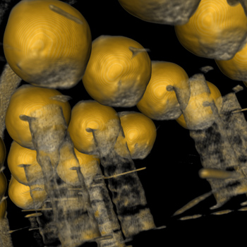 3D BGA 影像 3D BGA 影像