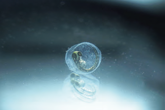 多点自动对焦 多点自动对焦