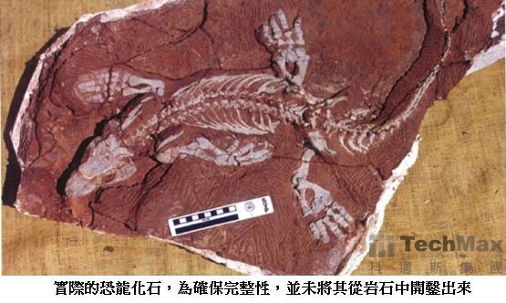 恐龙化石 恐龙化石